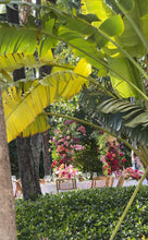 Load image into Gallery viewer, Open air modern ceremony arch 
Hawaii wedding rentals 
Oahu